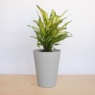 Image showing 1 th Bloem 4 gal. Plastic Tall Finley Tapered Round Planter, 14 in., Matte Textured Finish