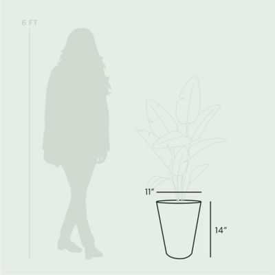 Image showing 2 th Bloem 4 gal. Plastic Tall Finley Tapered Round Planter, 14 in., Matte Textured Finish