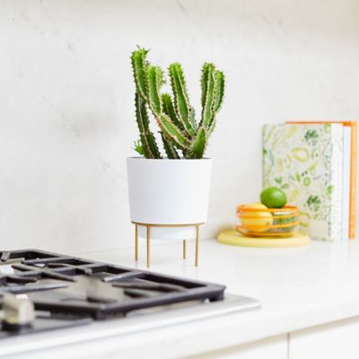 Image showing  0.75 gal. Plastic Hopson Round Planter with Gold Metal Stand, 6 in.