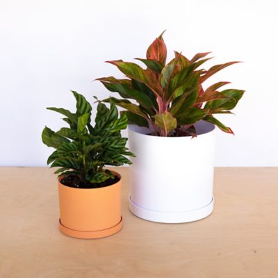 Image showing 5 th Bloem Mathers Round Planter with Saucer Tray, 10 in., Modern Design