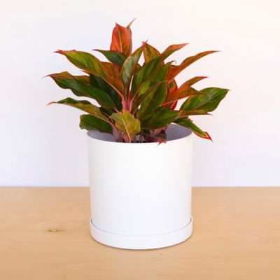 Image showing 6 th Bloem Mathers Round Planter with Saucer Tray, 10 in., Modern Design