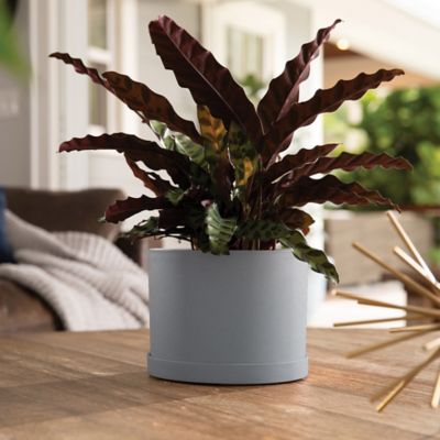 Image showing  Mathers Round Planter with Saucer Tray, 6 in., Modern Design