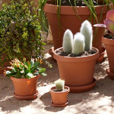 Image showing 7 th Bloem Terra Pot Round Drain Saucer, 16 in., Tray for Planters 11-16 in., Matte Finish, Terra Cotta