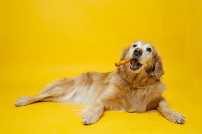 Image showing 5 th Oinkies Hartz Pig Skin Twists with Chicken Dog Chew Treats, 16 ct.