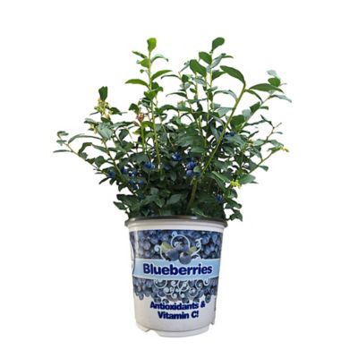 Baucom's Nursery 1 gal. Blueberry Plant in Color Pot