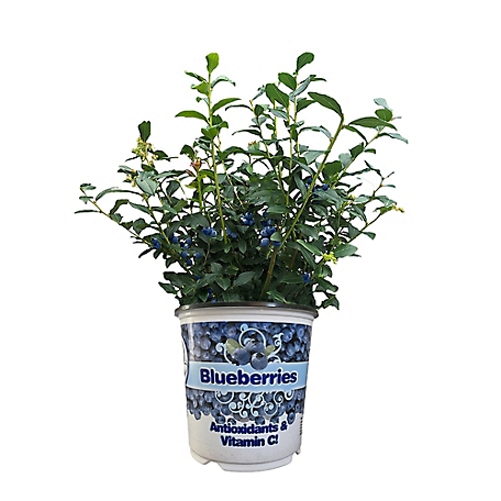 Baucom's Nursery 1 gal. Blueberry Plant in Color Pot