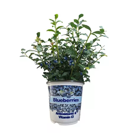 1 gallon Baucom's Nursery Potted Cornflower Plant in Colorful Pot Fruit Trees & Plants