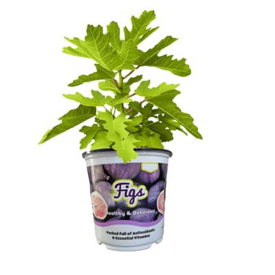 Baucom's Nursery 1 gal. Fig in Color Pot