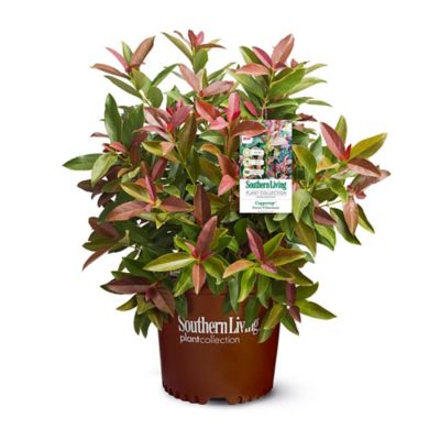 Southern Living 2 gal. Potted Viburnum Bush