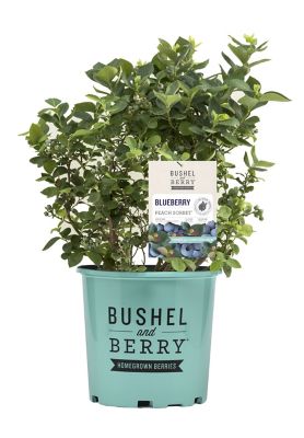Bushel and Berry Baucom's Nursery 2 gal. Plant