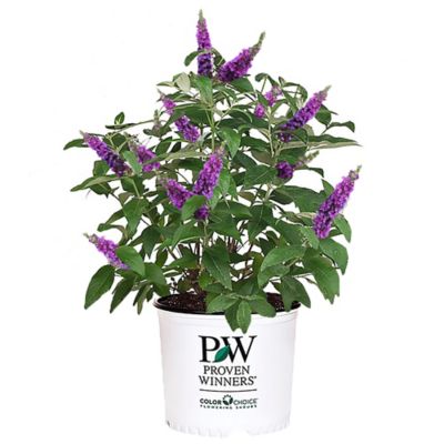 Proven Winners 2 gal. Pugster Buddleia Bush