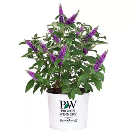 Proven Winners 2 gal Buddleia Pugster in pot Bushes