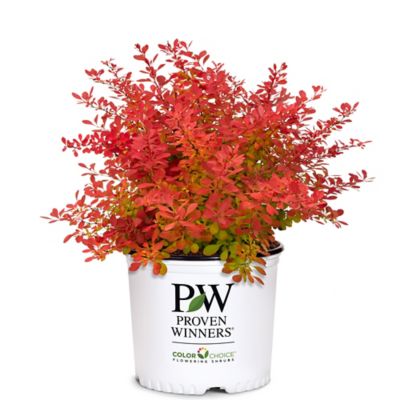 Proven Winners 2 gal. Potted Barberry Bush