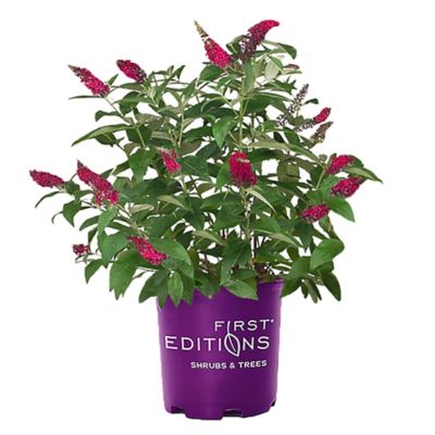 First Editions 2 gal. Potted Buddleia Bush