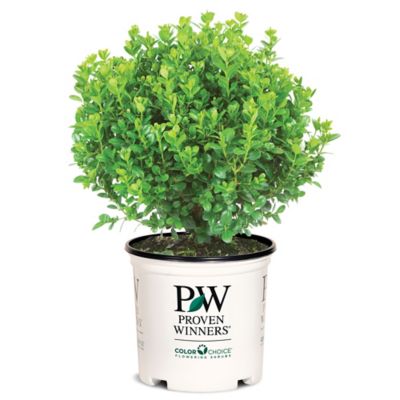 Proven Winners 2 gal. Potted Boxwood Bush