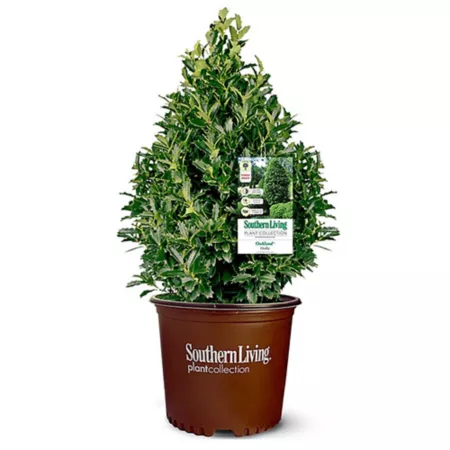 Southern Living 3 gal Holly bush in pot Bushes