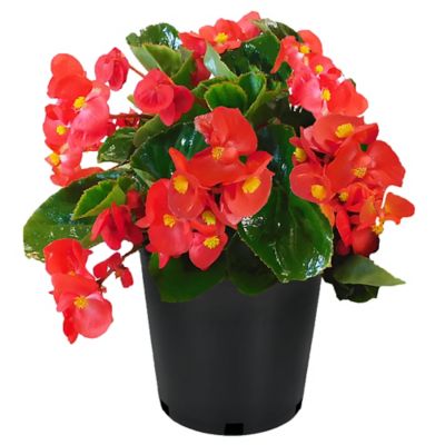 4 in. Assorted Annual Plant