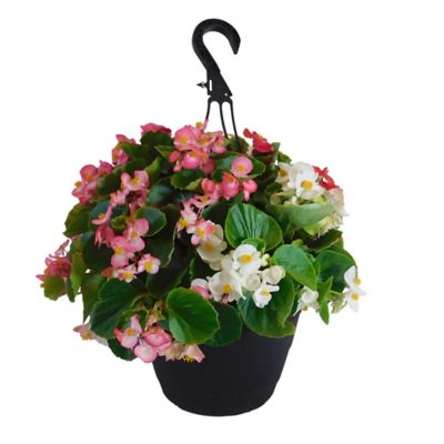 10 in. Annual Plant Hanging Basket