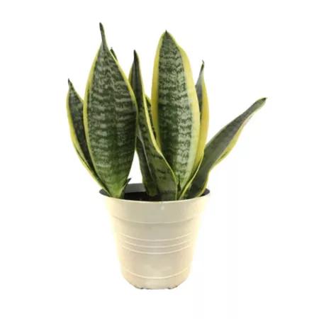 6" Potted Tropical Foliage in Decorative Pot Bushes