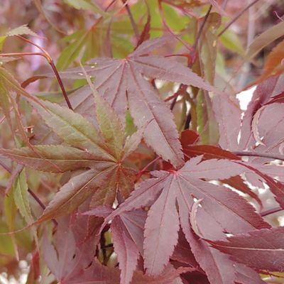 Image showing Maple Japanese Bloodgood Tree, 3 gal.