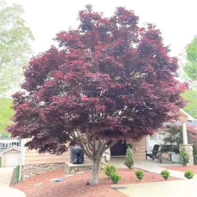 Image showing Maple Japanese Bloodgood Tree, 3 gal.
