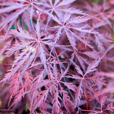 Image showing Maple Japanese Tamukeyama Tree, 3 gal.