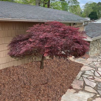 Image showing Maple Japanese Tamukeyama Tree, 3 gal.