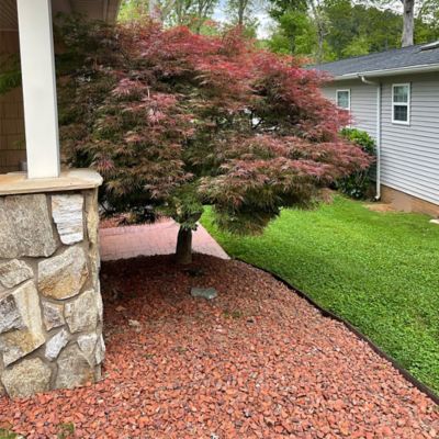 Image showing Maple Japanese Tamukeyama Tree, 3 gal.