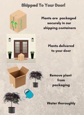 Image showing 5 th Maple Japanese Tamukeyama Tree, 3 gal.