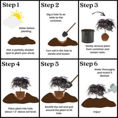 Image showing 6 th Maple Japanese Tamukeyama Tree, 3 gal.