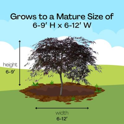 Image showing 7 th Maple Japanese Tamukeyama Tree, 3 gal.