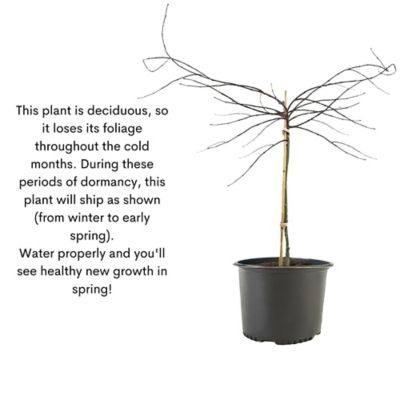 Image showing 8 th Maple Japanese Tamukeyama Tree, 3 gal.