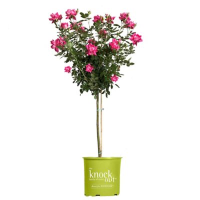 Knockout 3 gal. Double Red Pink Rose Tree Plant