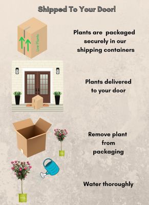 Image showing  3 gal. Double Red Pink Rose Tree Plant