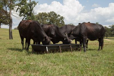 Image showing  10 ft. Feed Bunk Frame with Poly Liner