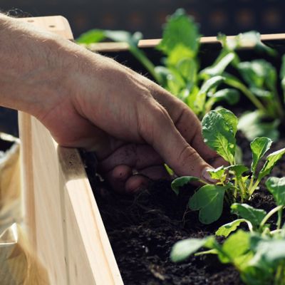 Image showing 7 th Veikous Cedar Raised Garden Bed Elevated Planter Box with Drainage Holes, 47 x 23 x 30in.
