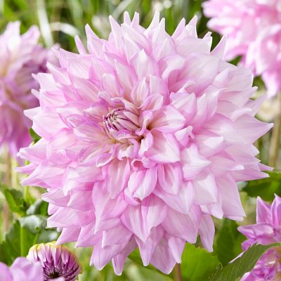 Van Zyverden Dahlias Almand's Joy, Set of 5 Bulbs, 84505