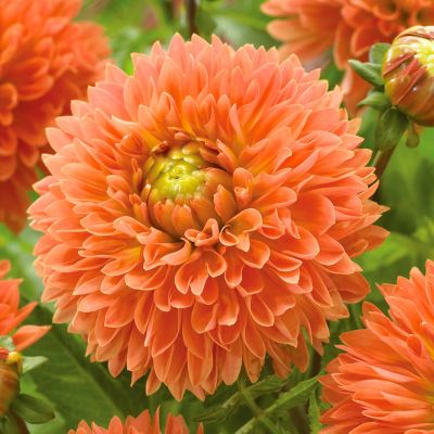 Van Zyverden Dahlias Orange Impact, Set of 5 Bulbs, 84506