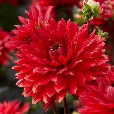 Image showing  Dahlias Garden Wonder, Set of 5 Bulbs, 84507