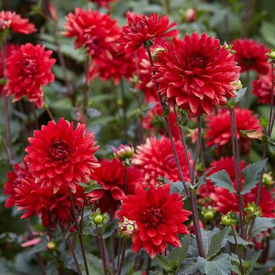 Image showing  Dahlias Garden Wonder, Set of 5 Bulbs, 84507