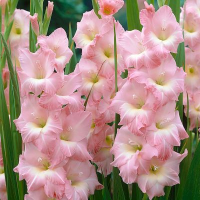 Van Zyverden Gladiolus Large Flowering Rose Supreme, Set of 12 Bulbs, 84508