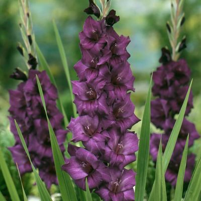 Van Zyverden Gladiolus Large Flowering Purple Flora, Set of 12 Bulbs, 84511