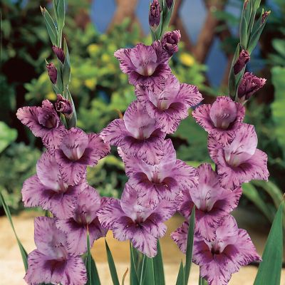 Van Zyverden Gladiolus Large Flowering Passos, Set of 12 Bulbs, 84513