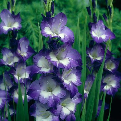 Van Zyverden Gladiolus Large Flowering Nori, Set of 12 Bulbs, 84514