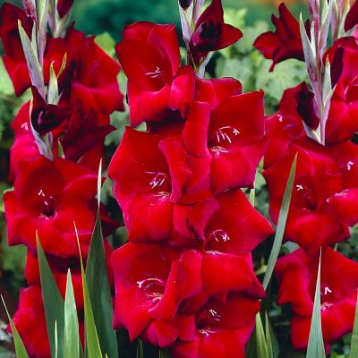 Van Zyverden Gladiolus Large Flowering Espresso, Set of 12 Bulbs, 84515