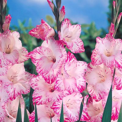 Van Zyverden Gladiolus Large Flowering My Love, Set of 12 Bulb, 84516