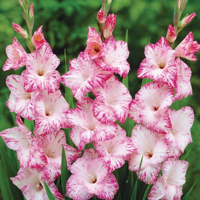 Image showing  Gladiolus Large Flowering My Love, Set of 12 Bulb, 84516