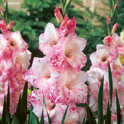 Image showing  Gladiolus Large Flowering My Love, Set of 12 Bulb, 84516