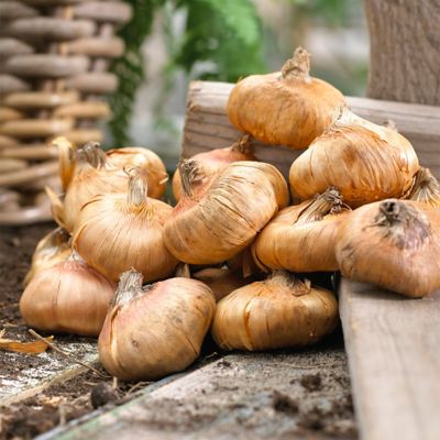 Image showing  Gladiolus Large Flowering My Love, Set of 12 Bulb, 84516