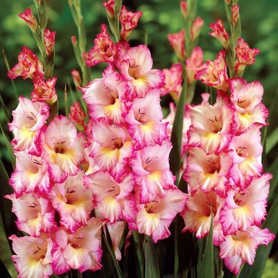 Van Zyverden Gladiolus Large Flowering Priscilla, Set of 12 Bulbs, 84517